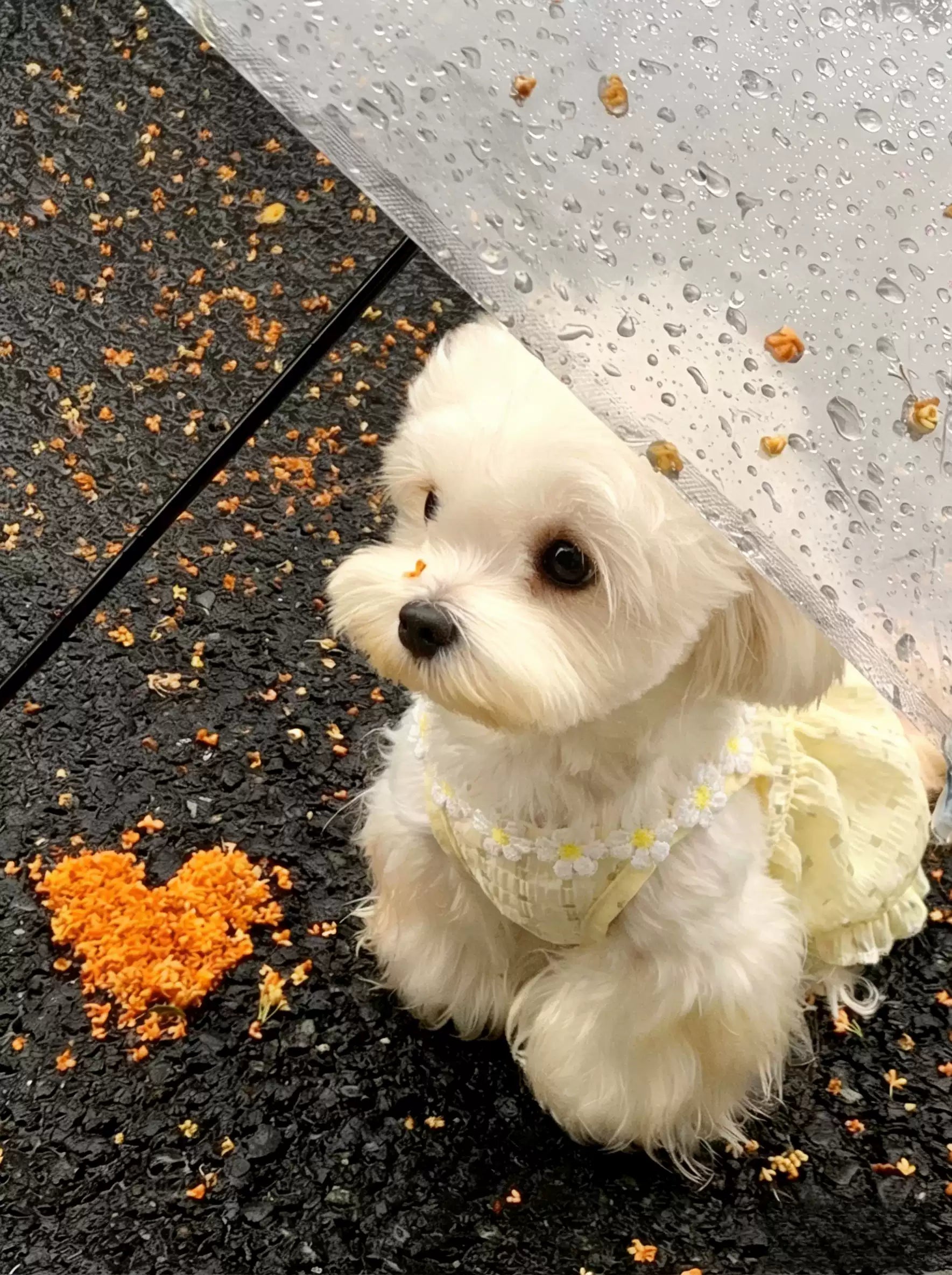 【夏用・薄手】犬服 デイジー柄 キャミワンピ タンクトップ ドッグウェア 小雛菊 お散歩 爽やか さわやかスタイル 子犬 トイプードル チワワ ビションフリーゼ 小型犬 ペット服