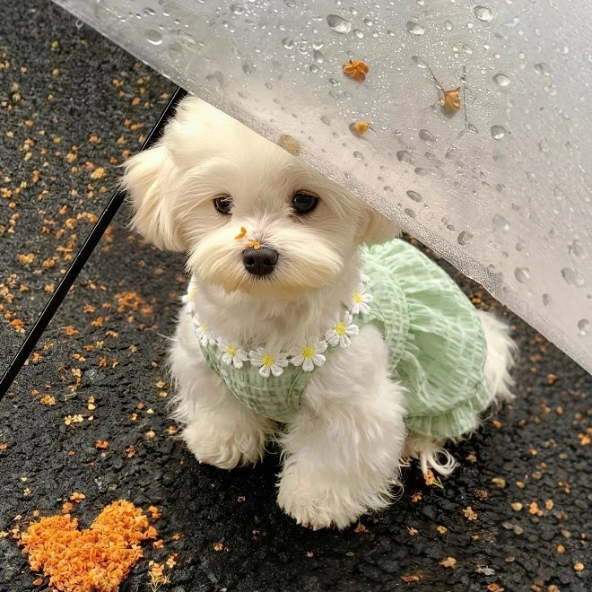 【夏用・薄手】犬服 デイジー柄 キャミワンピ タンクトップ ドッグウェア 小雛菊 お散歩 爽やか さわやかスタイル 子犬 トイプードル チワワ ビションフリーゼ 小型犬 ペット服