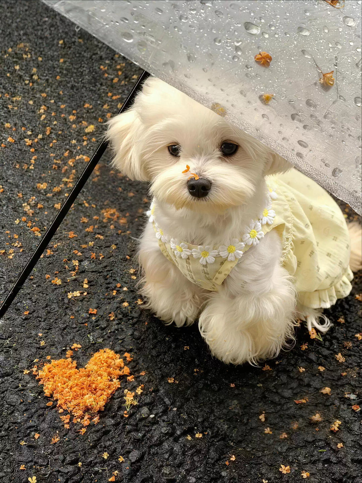 【夏用・薄手】犬服 デイジー柄 キャミワンピ タンクトップ ドッグウェア 小雛菊 お散歩 爽やか さわやかスタイル 子犬 トイプードル チワワ ビションフリーゼ 小型犬 ペット服
