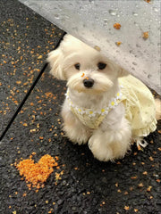 【夏用・薄手】犬服 デイジー柄 キャミワンピ タンクトップ ドッグウェア 小雛菊 お散歩 爽やか さわやかスタイル 子犬 トイプードル チワワ ビションフリーゼ 小型犬 ペット服