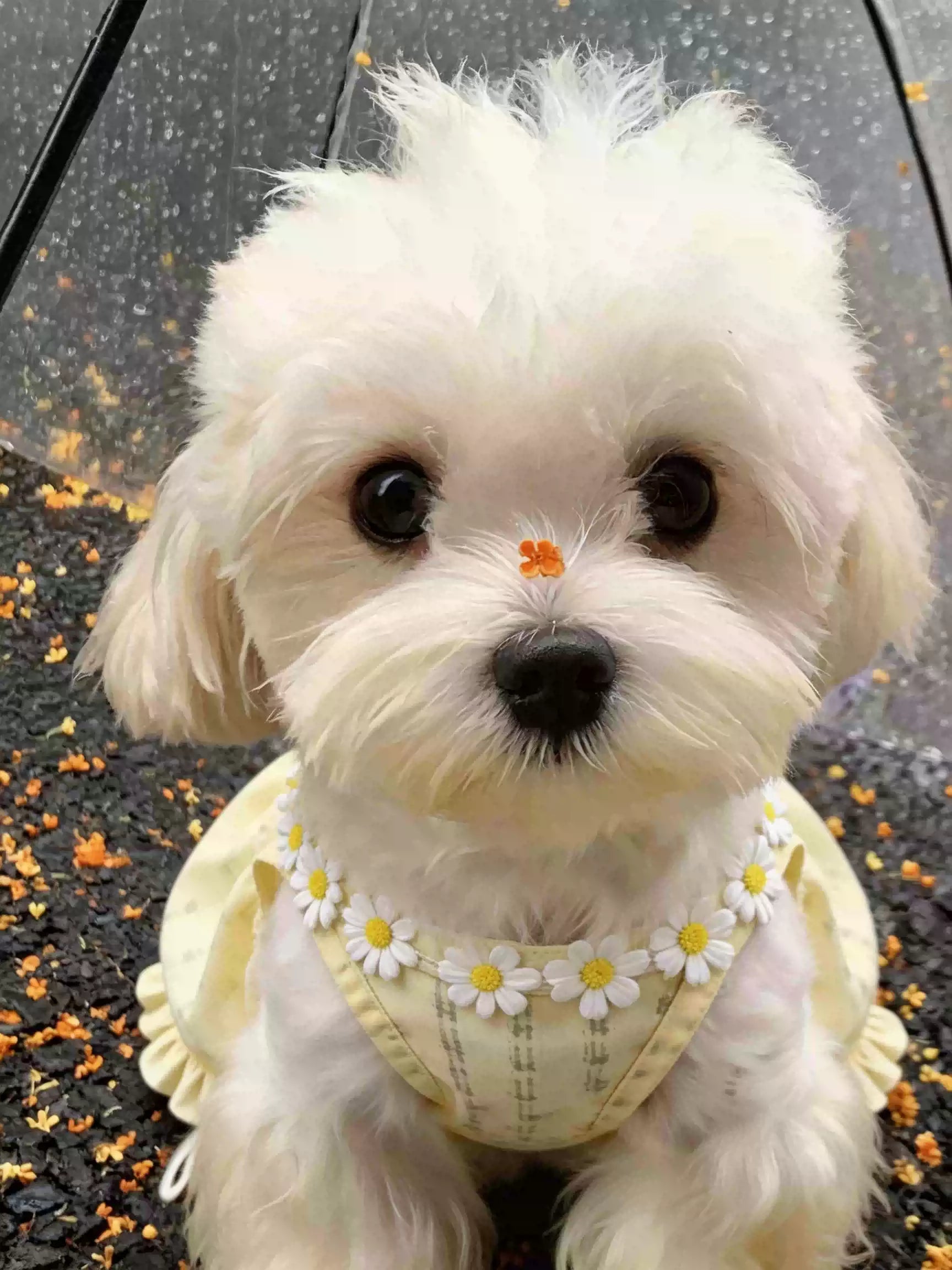 【夏用・薄手】犬服 デイジー柄 キャミワンピ タンクトップ ドッグウェア 小雛菊 お散歩 爽やか さわやかスタイル 子犬 トイプードル チワワ ビションフリーゼ 小型犬 ペット服
